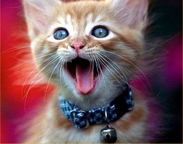 Gatos