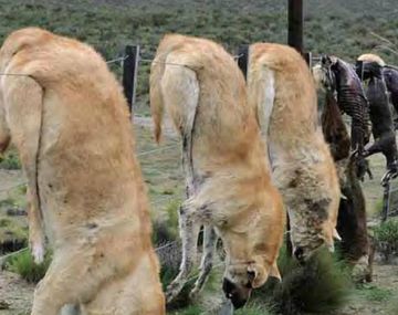 Brutal matanza de perros en Caleta Olivia