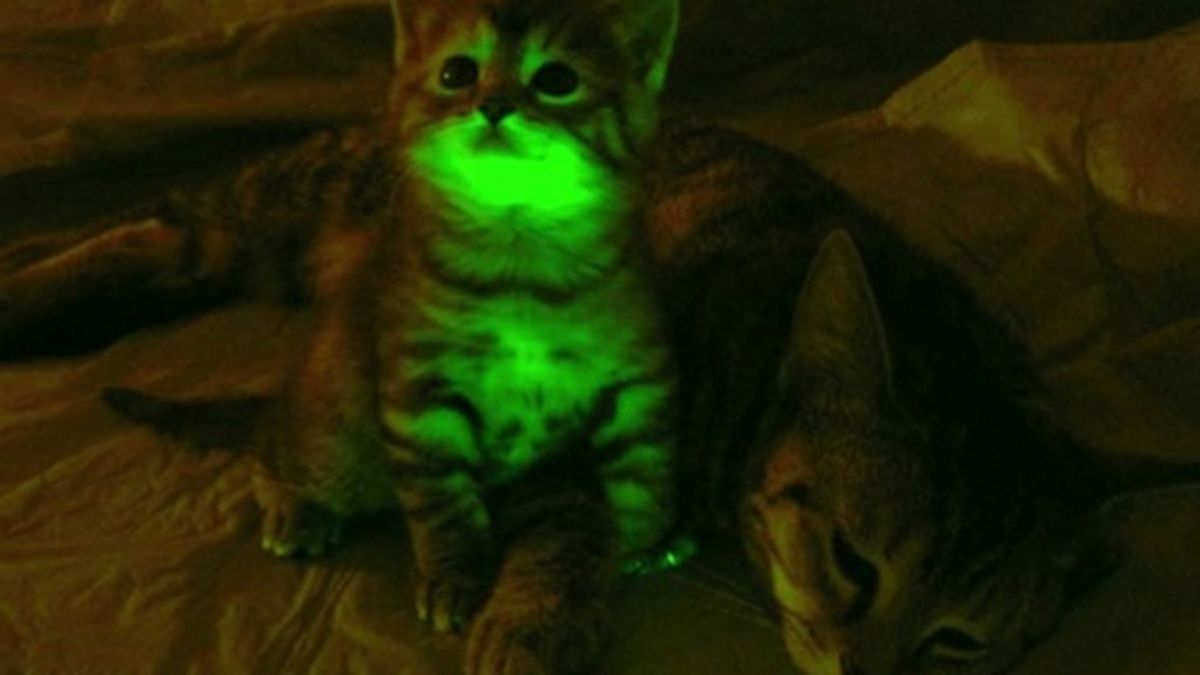 ¿Gatitos fluo e inmunes al SIDA?