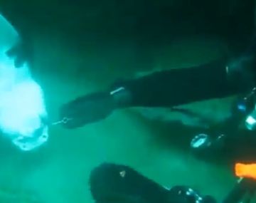 Un tiburón se acercó para pedir ayuda