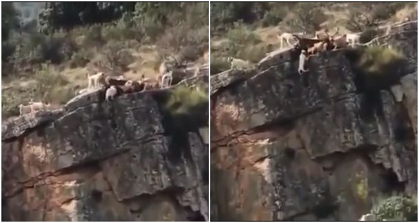 VIDEO: Doce perros y un ciervo caen al vacío en medio de una cacería
