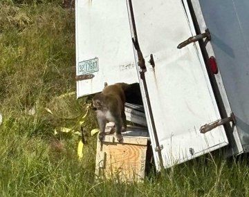 Pánico en EEUU por el escape de monos presuntamente infectados con COVID