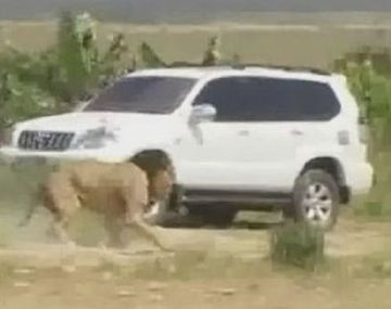 Mataron a un león que se había escapado de una reserva