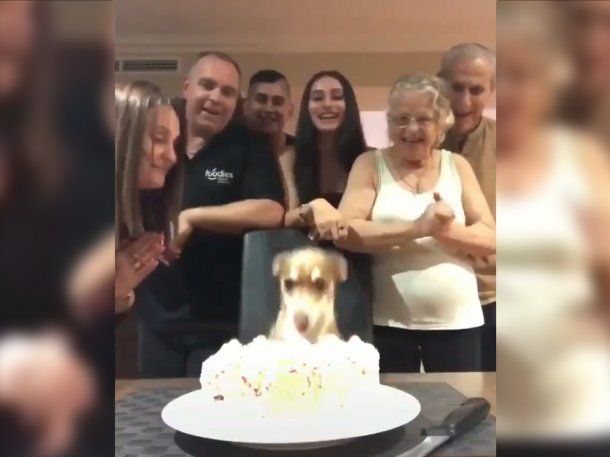 Video viral: una familia celebró el cumpleaños de su perro