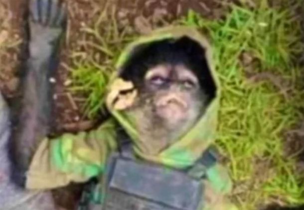 Policías mexicanos mataron a un mono porque estaba vestido de sicario con chaleco antibalas
