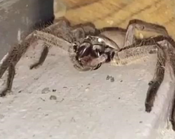 Captan a una araña del tamaño de un perro en la puerta de una casa