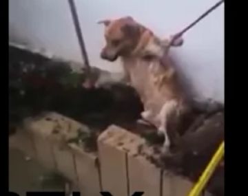 Así rescataron a un perro atrapado