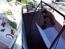 mas que valiente: un bulldog frances espanto de su casa a tres osos mas que valiente: un bulldog frances espanto de su casa a tres osos