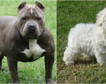 Mató al pitbull de su vecina porque se comió caniche