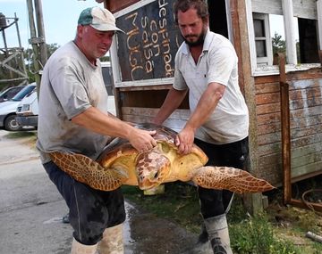 Devolvieron seis tortugas al mar tras sacarles plástico