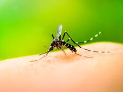 Denuncian que la Ciudad canceló un convenio para prevenir el dengue