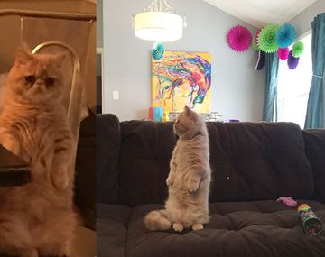 Un gato en dos patas conquista la web