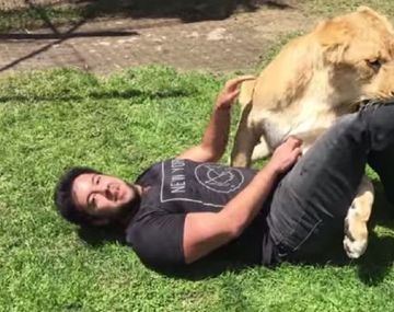El reencuentro de una leona con su cuidador
