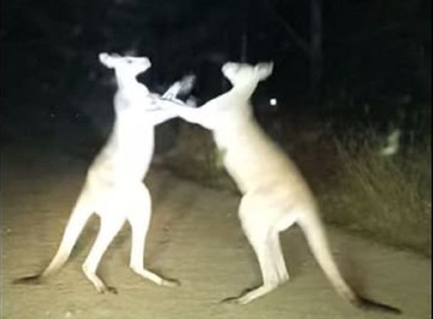 VIDEO: Pelea de canguros en plena ruta