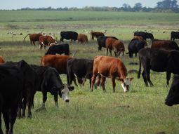 China dio el visto bueno para que el tiempo de faena pase de 90 a 46 días, aunque la medida todavía no es oficial. China dio el visto bueno para que el tiempo de faena pase de 90 a 46 días, aunque la medida todavía no es oficial.