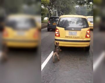 El perro fue abandonado cruelmente pero ya encontró una nueva familia