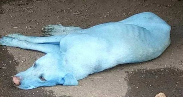 El extraño caso de los perros azules de la India