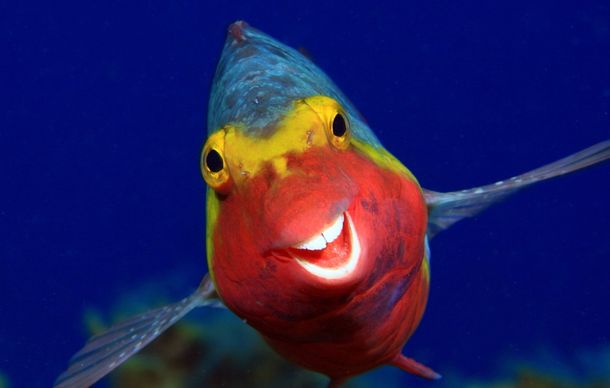 CWPA 2020: las fotos de animales más sorprendentes y divertidas que vas a ver este año