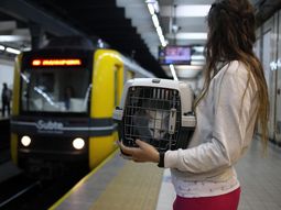 Los gatos y perros podrán viajar en Subte Los gatos y perros podrán viajar en Subte