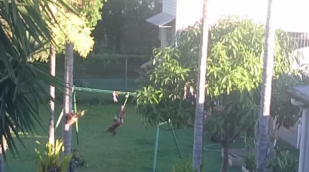 VIDEO: Un perro se divierte saltando y balanceándose en el jardín de su casa