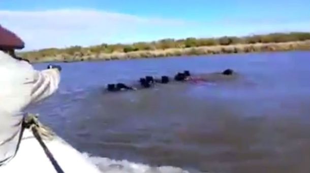 VIDEO: Brutal caza de jabalíes en el Río Uruguay