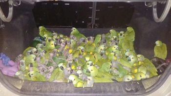 cordoba: llevaba 146 loros habladores en el baul del auto cordoba: llevaba 146 loros habladores en el baul del auto