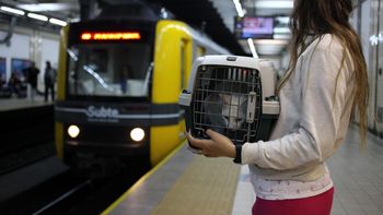 Los gatos y perros podrán viajar en Subte Los gatos y perros podrán viajar en Subte