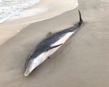 Crédito:&nbsp;Florida Fish and Wildlife Conservation Commission