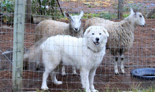 Los dueños de los perros argumentaron que son para cuidar el ganado ovino