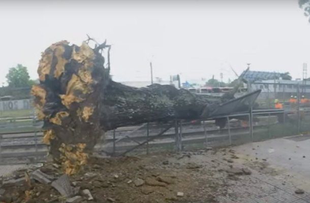Tren Sarmiento con servicio reducido por la caída de un árbol