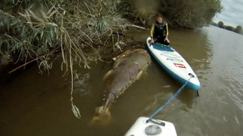 encontraron un misterioso atun gigante del tamano de un tiburon en inglaterra encontraron un misterioso atun gigante del tamano de un tiburon en inglaterra