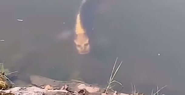 Todavía nadie aclaró qué especie de pez sería éste