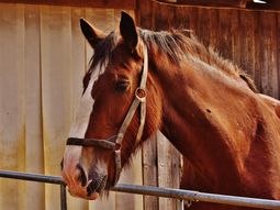 Operadores de mercado sostienen que la caballada está muy bien. Operadores de mercado sostienen que la caballada está muy bien.