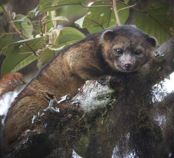 Descubren una nueva especie de mamífero en América