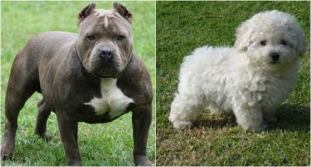 Horror: mató de un hachazo al pitbull de su vecina porque se comió a su caniche