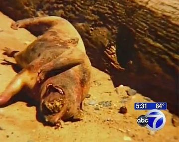 Todavía no saben qué es