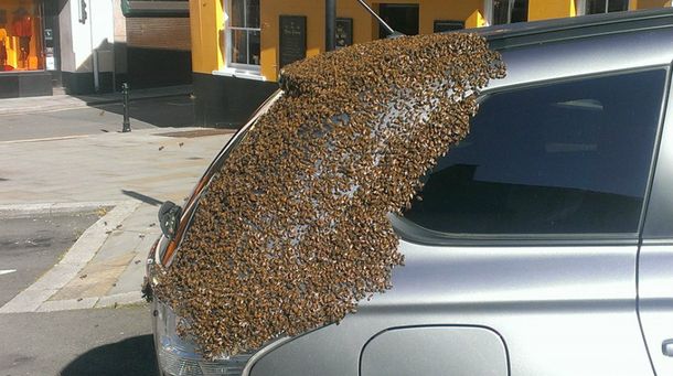 Un enjambre de 20 mil abejas persigue el auto donde quedó atrapada su reina