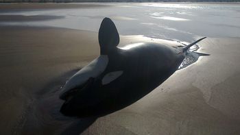 encuentran una orca muerta en una playa de claromeco encuentran una orca muerta en una playa de claromeco