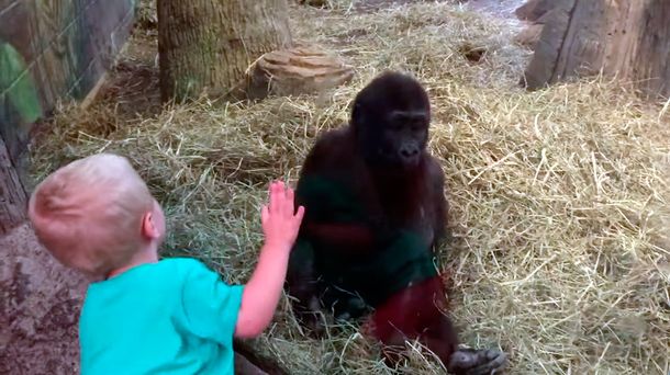 VIDEO: Un nene se divierte jugando a las escondidas con un gorila bebé