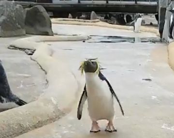 La desbordante alegría de un pingüino que es furor en las redes
