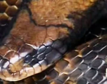 VIDEO: Mirá la serpiente de un metro y medio que causó pánico en Rosario