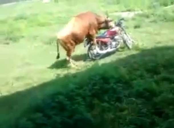 VIDEO: La extraña historia de amor entre un toro y una moto