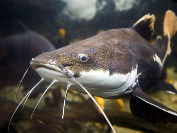 Vos con todos los bagres que te comiste ya estás bendecido: el viral que estalla en Semana Santa