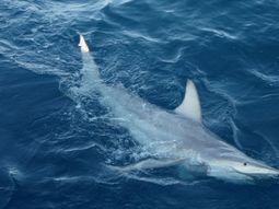 Tiburones hibridos
