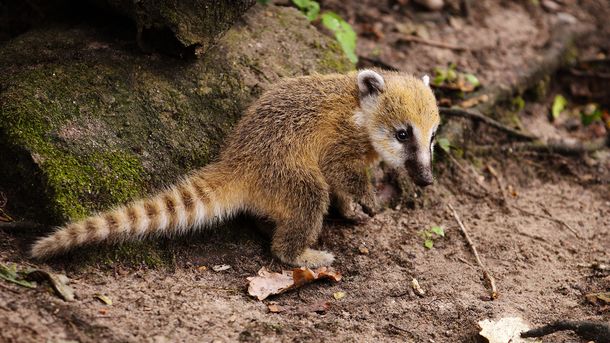 Más de 30 animales del ex Zoo de la Ciudad irán a un refugio en Misiones