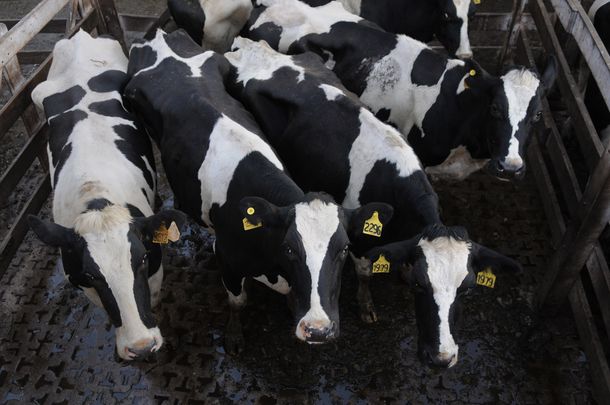 Científicos de la UBA lograrían que las vacas den leche descremada