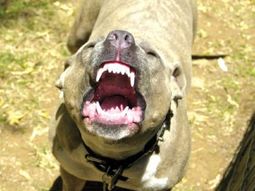 Pitbull