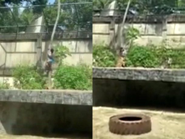 Tragedia en un zoológico en Brasil: un intruso murió tras ser atacado por una leona