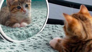 descubren por que los gatos se pelean con su reflejo frente al espejo descubren por que los gatos se pelean con su reflejo frente al espejo