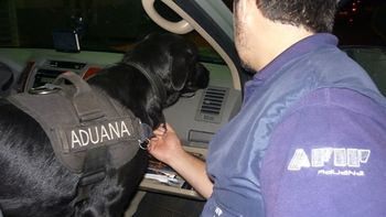 una perra de la afip encontro 187 mil reales ocultos en un airbag una perra de la afip encontro 187 mil reales ocultos en un airbag